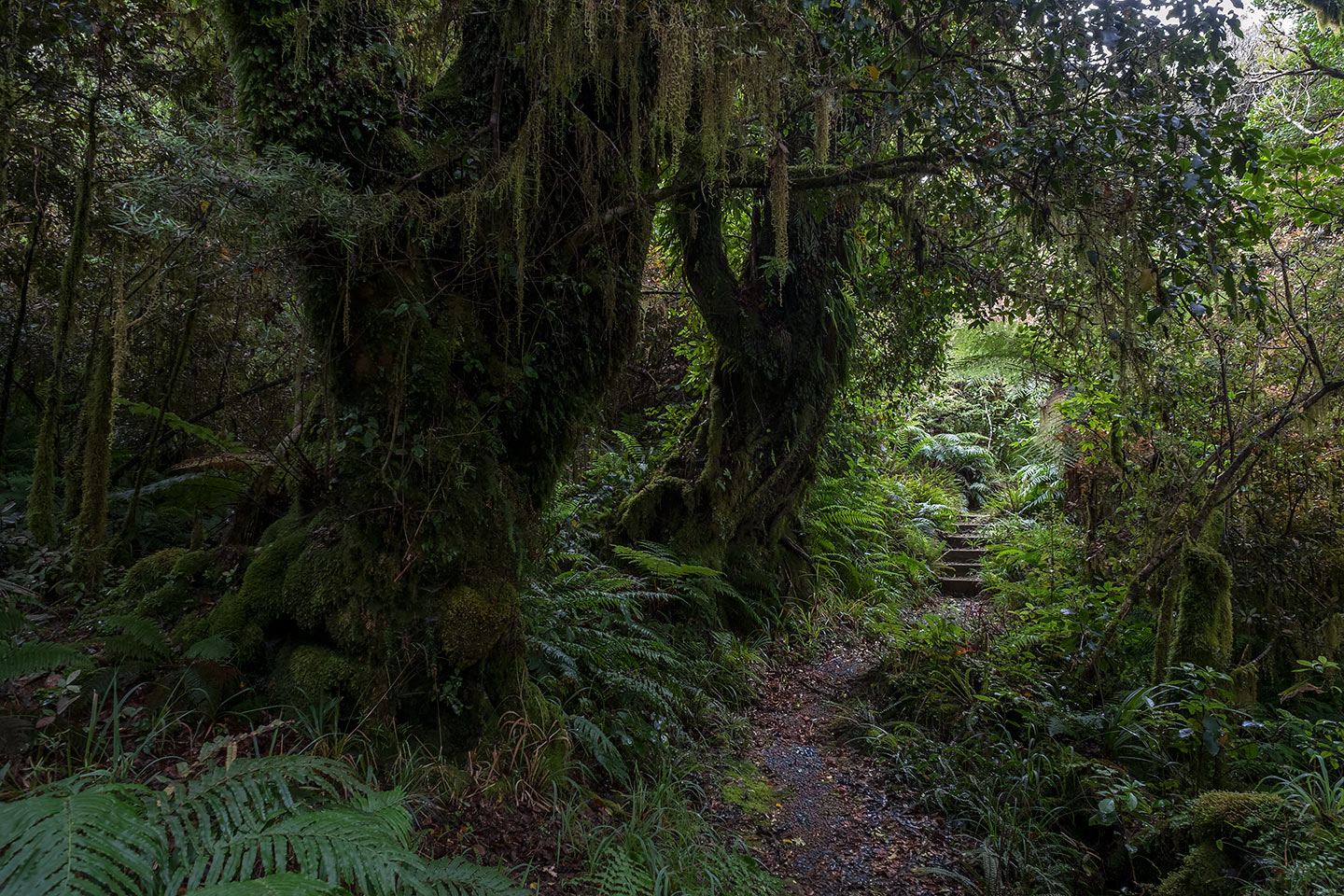 Connett Loop, Egmont National Park, New Zealand