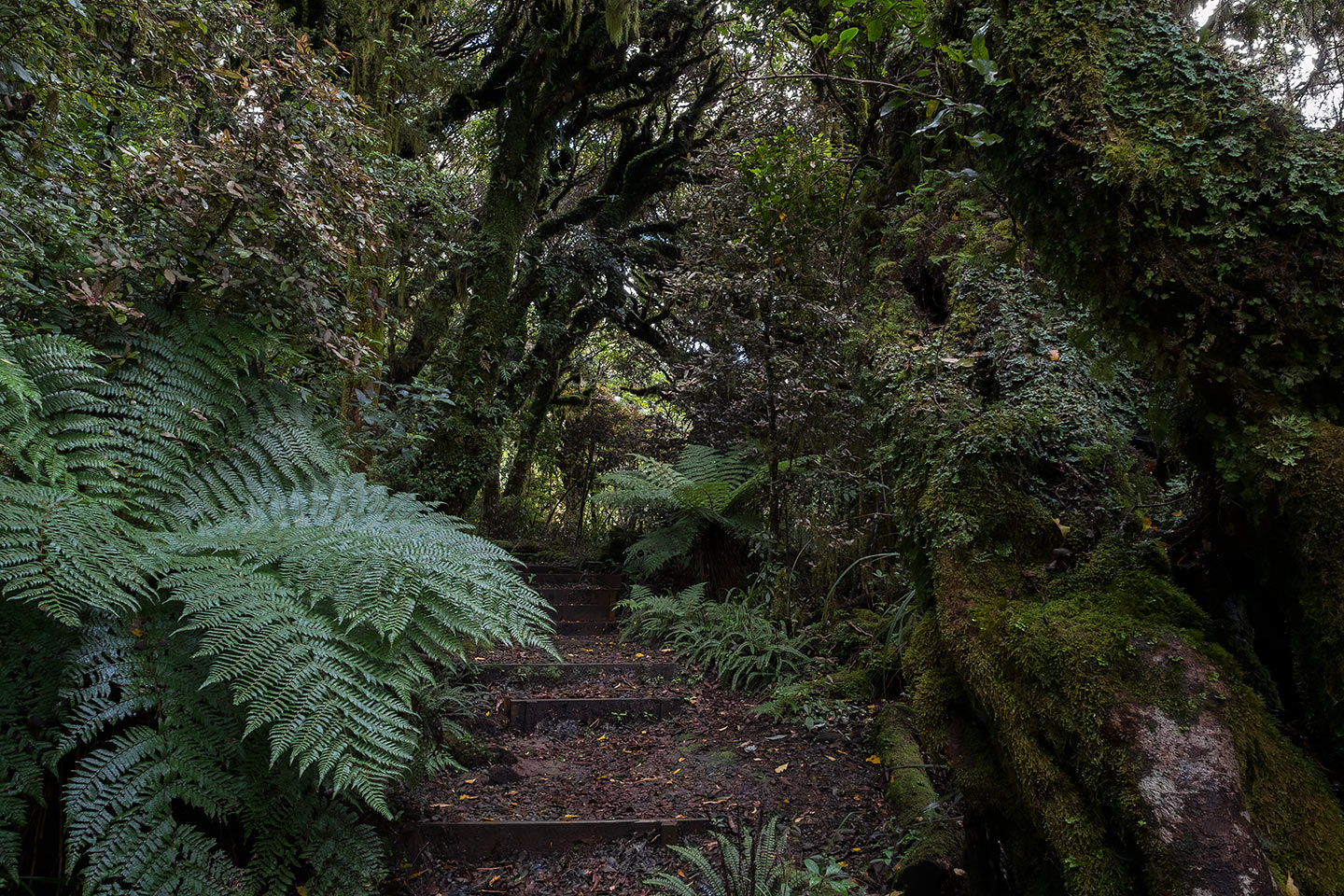 Connett Loop, Egmont National Park, New Zealand