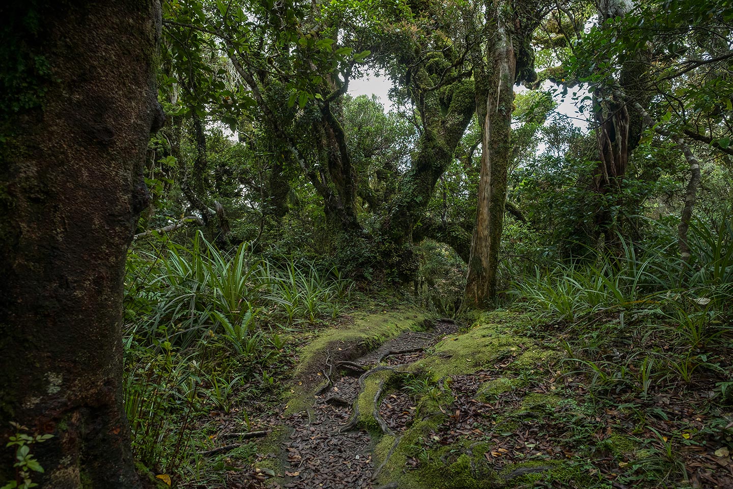 Veronica Loop, Egmont National Park, New Zealand