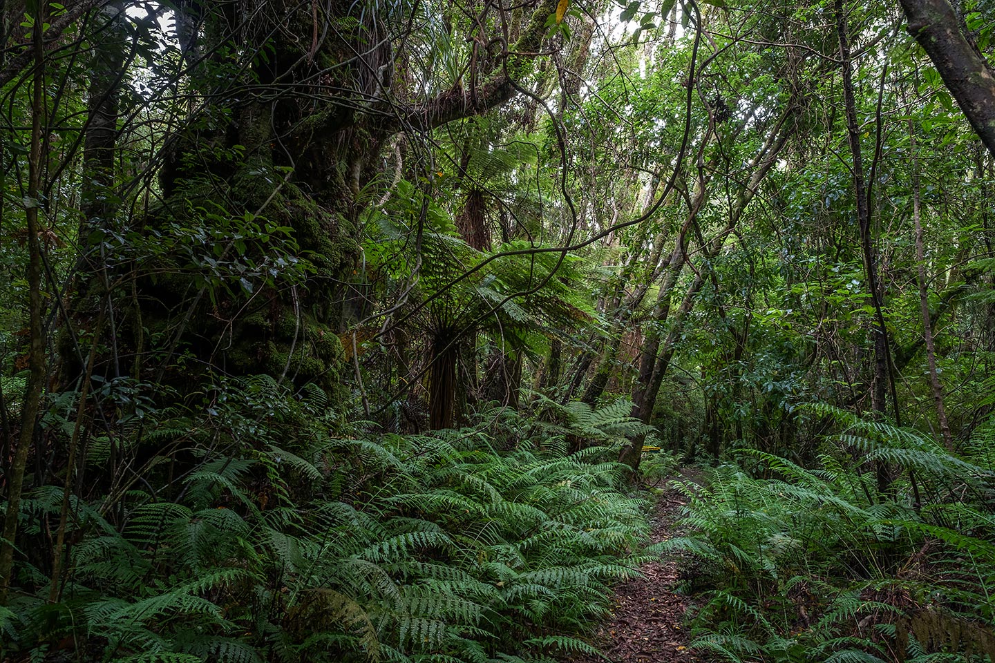 Mangaoraka Loop Track, Egmont National Park, New Zealand