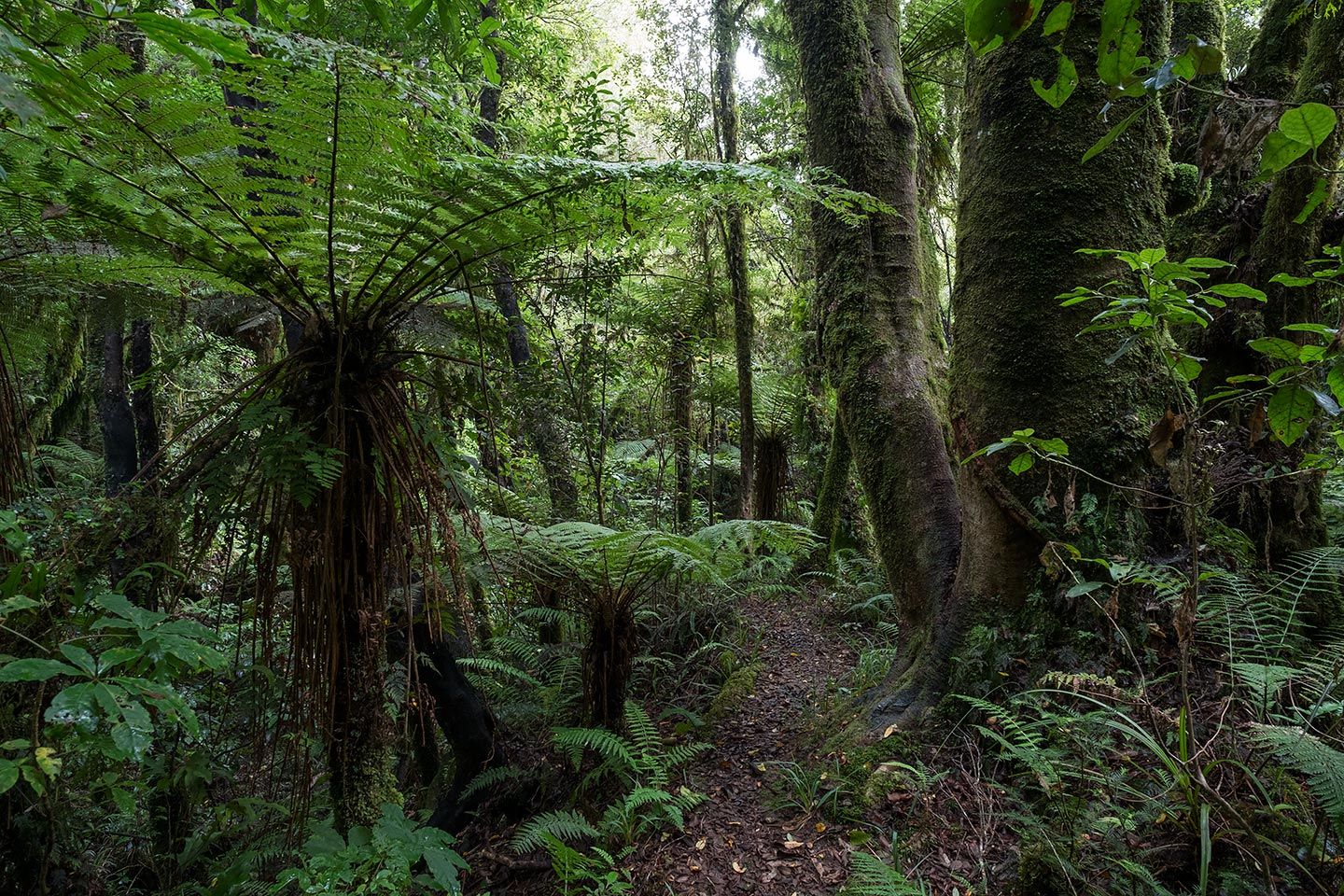 Mangaoraka Loop Track, Egmont National Park, New Zealand