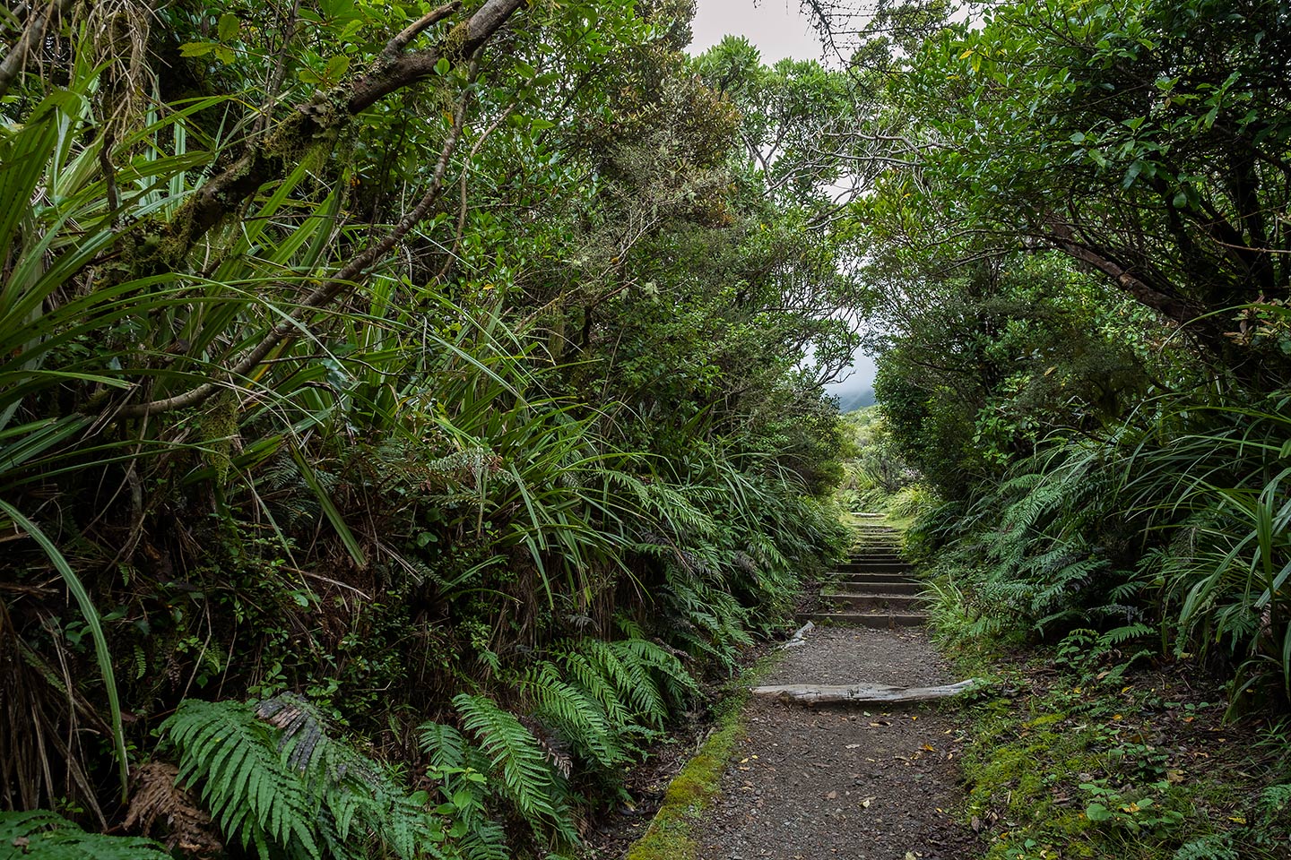 Nature Walk, Egmont National Park, New Zealand