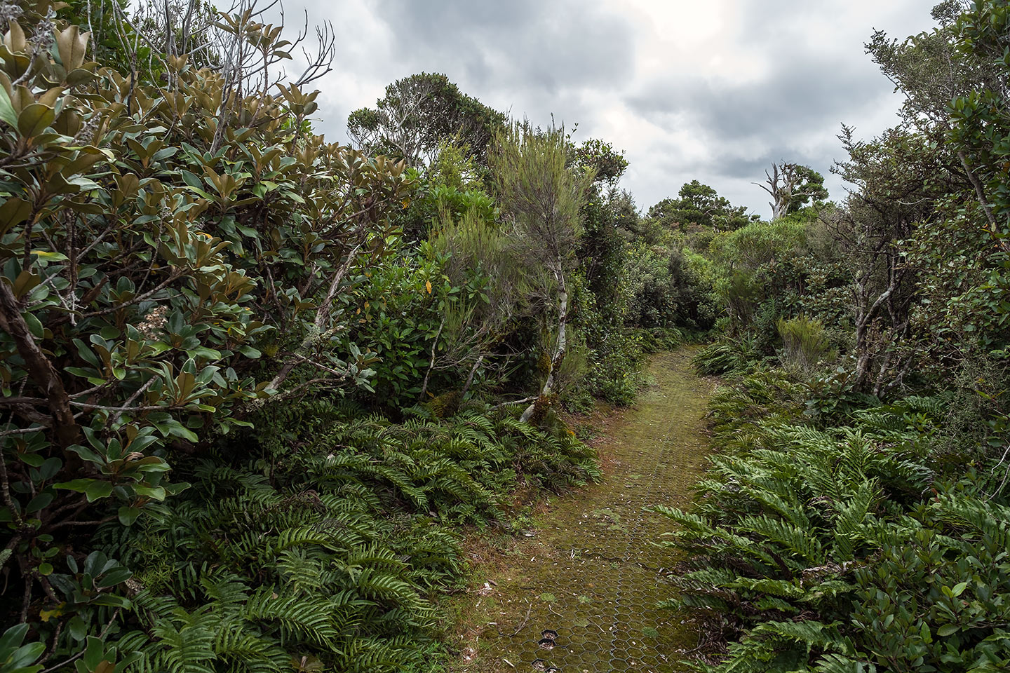 Nature Walk, Egmont National Park, New Zealand