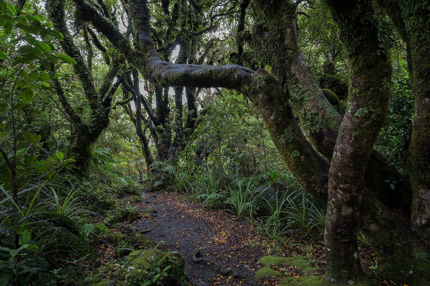 Kapuni Loop Track, Egmont National Park, New Zealand