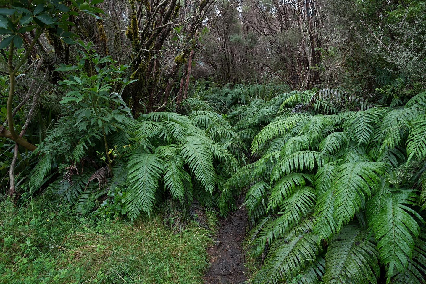 Kapuni Loop Track, Egmont National Park, New Zealand