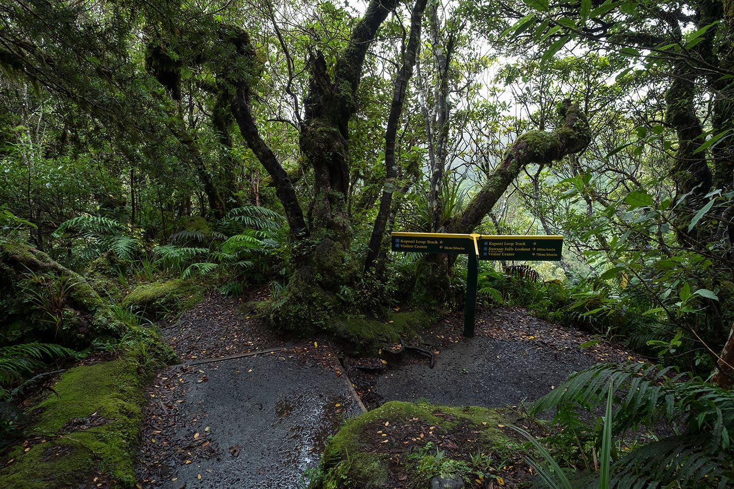 Dawson Falls Waterfall, Egmont National Park, New Zealand