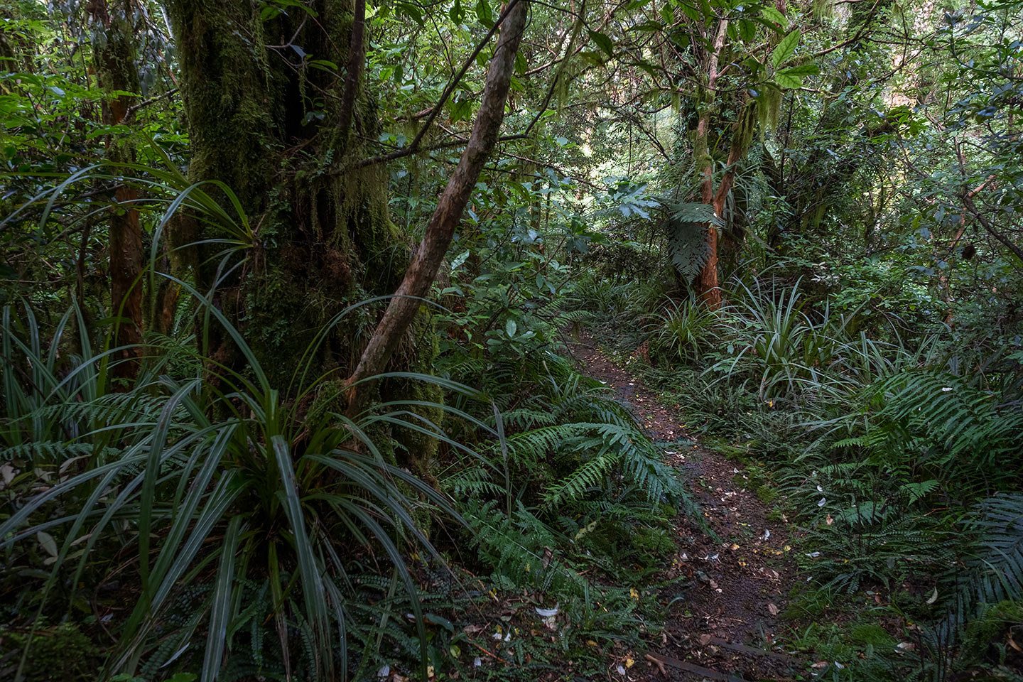 Kamahi Loop Track, Egmont National Park, New Zealand