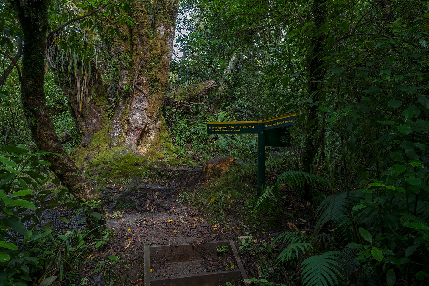 Kamahi Loop Track, Egmont National Park, New Zealand