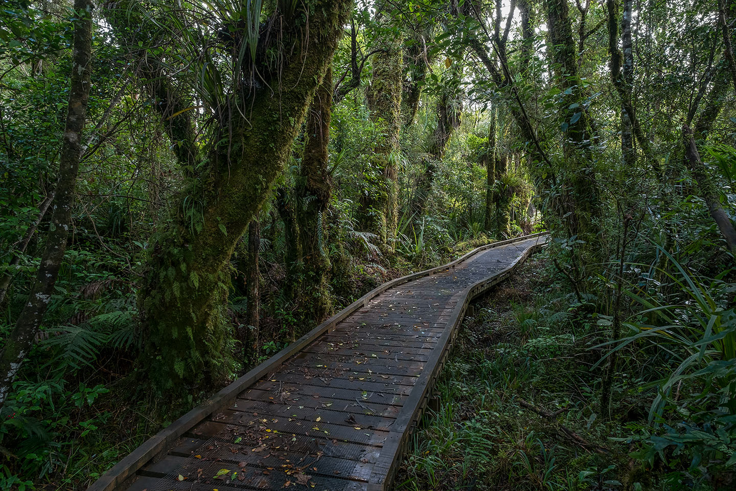 Potaema Track, Egmont National Park, New Zealand