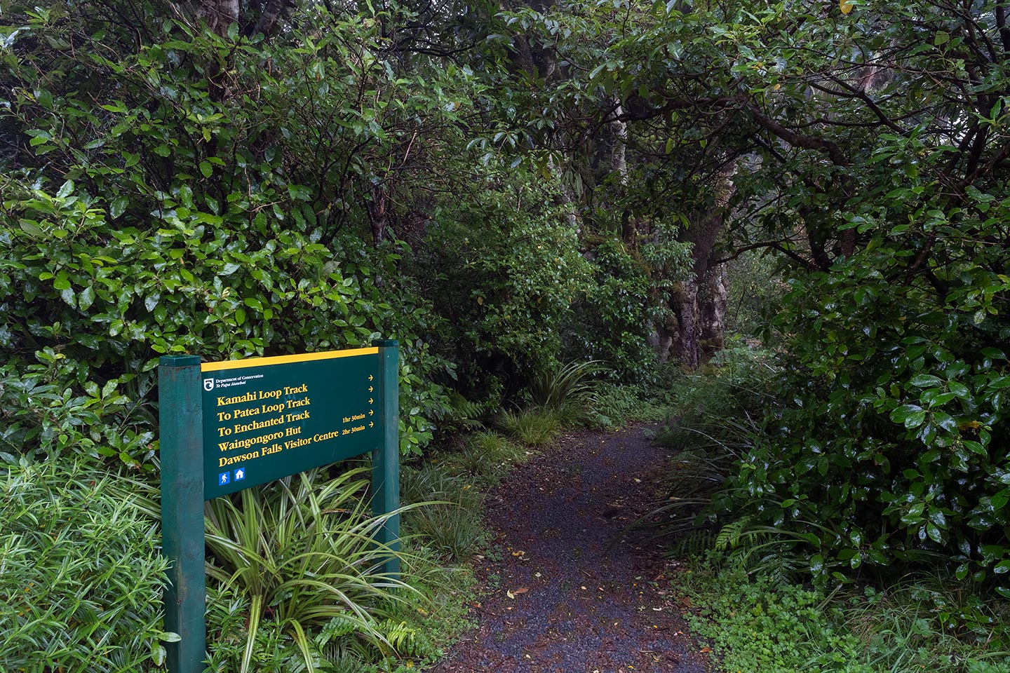 Patea Loop Track, Egmont National Park, New Zealand