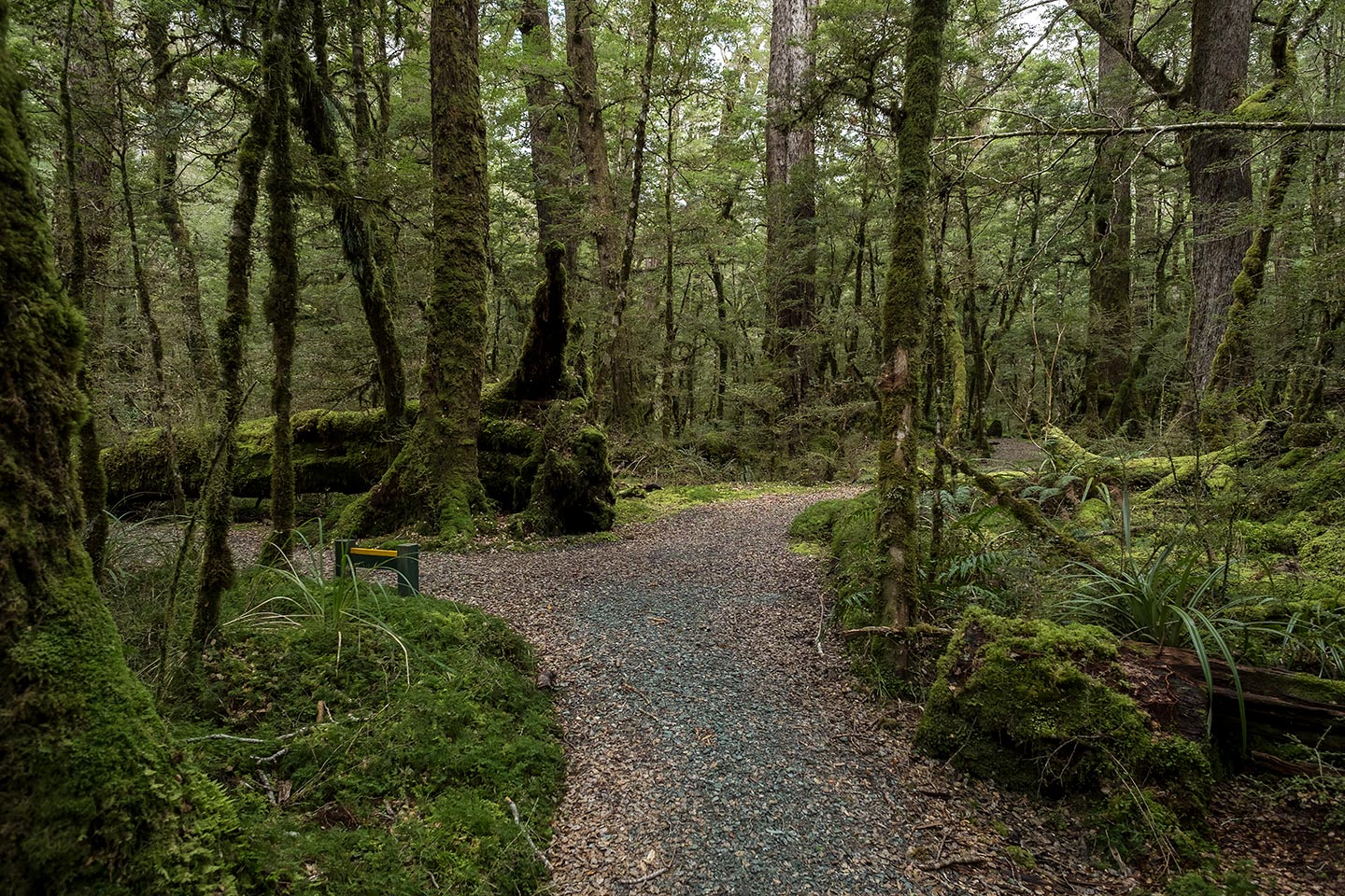Lake Gunn Nature Walk, Fiordland National Park, New Zealand