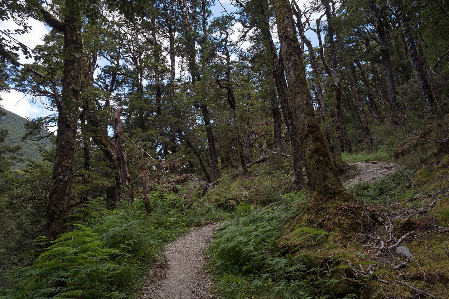 Haast Pass Tioripatea Lookout, Mount Aspiring National Park, New Zealand