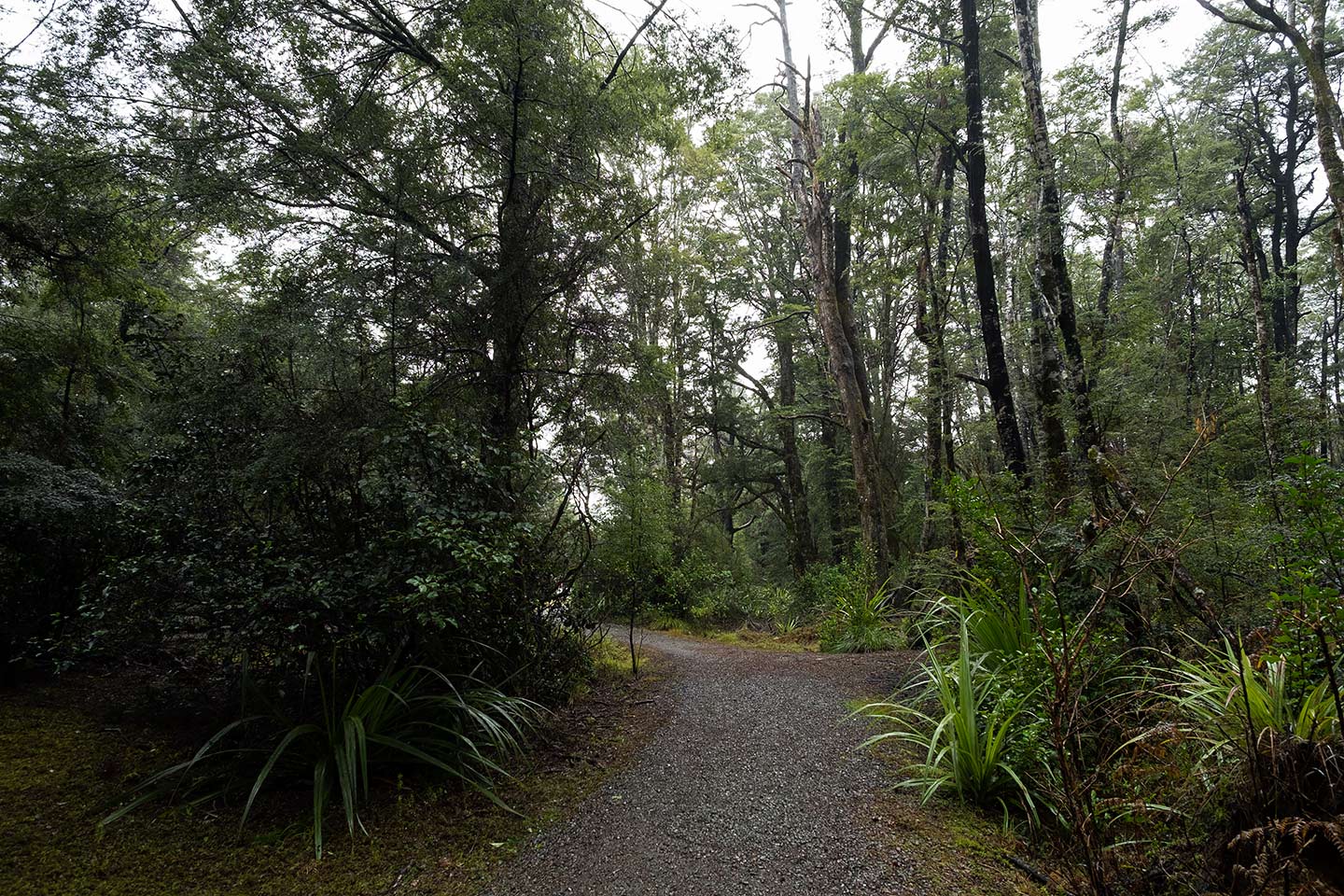 Bellbird Walk, Nelson Lakes National Park, New Zealand