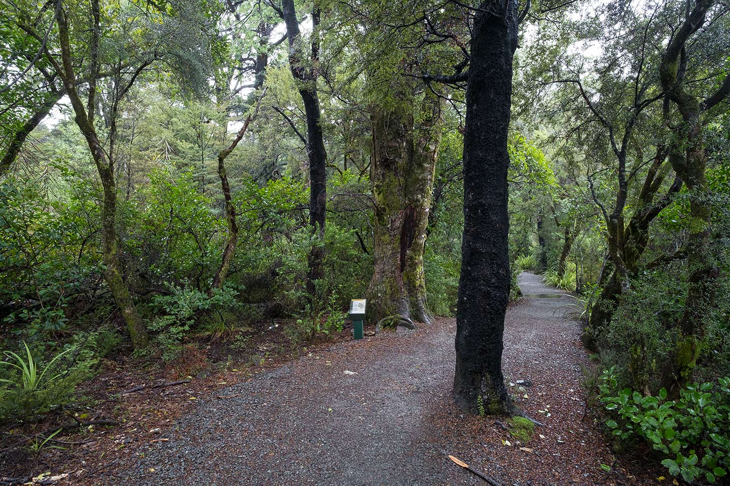 Bellbird Walk, Nelson Lakes National Park, New Zealand