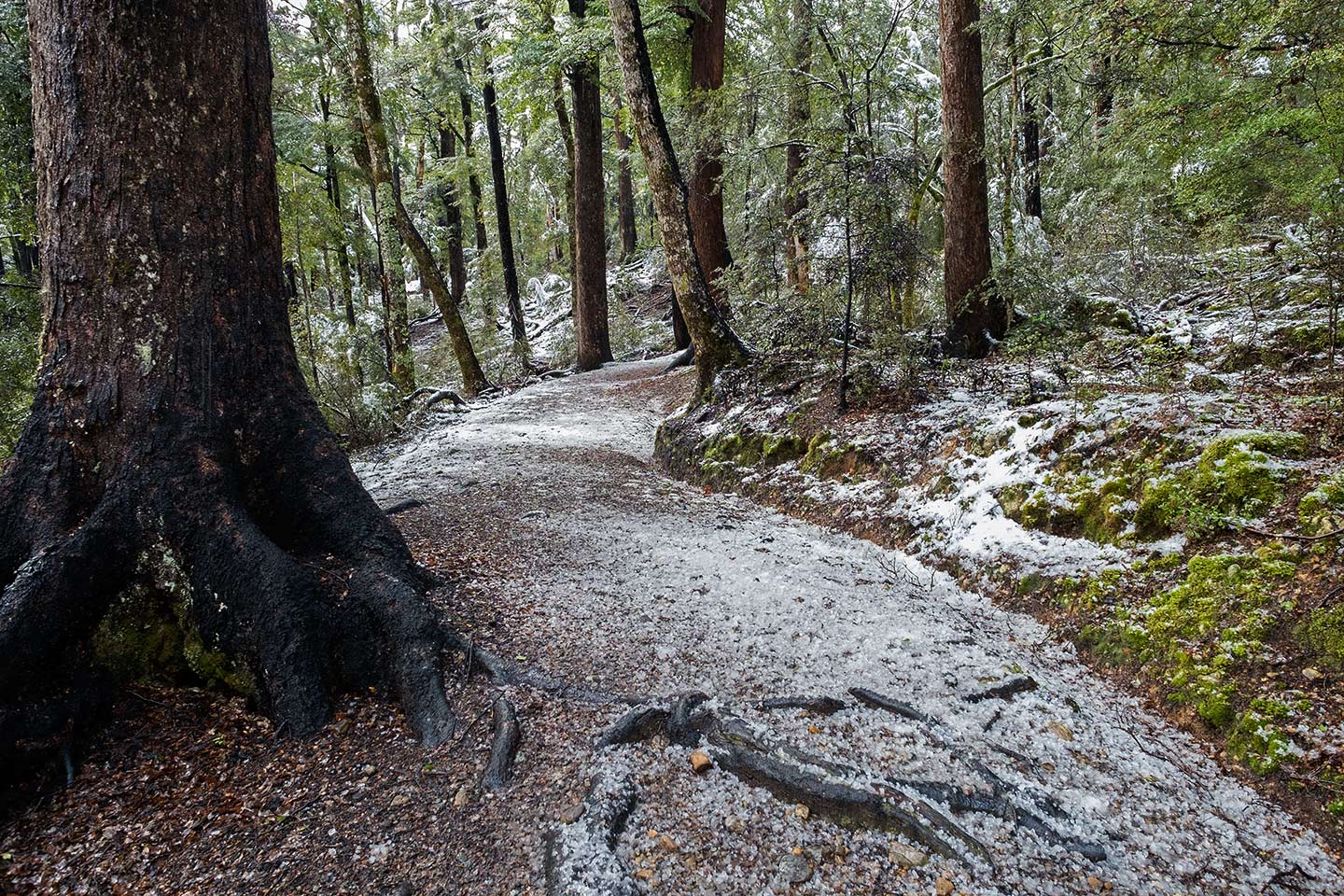 Loop Track, Nelson Lakes National Park, New Zealand