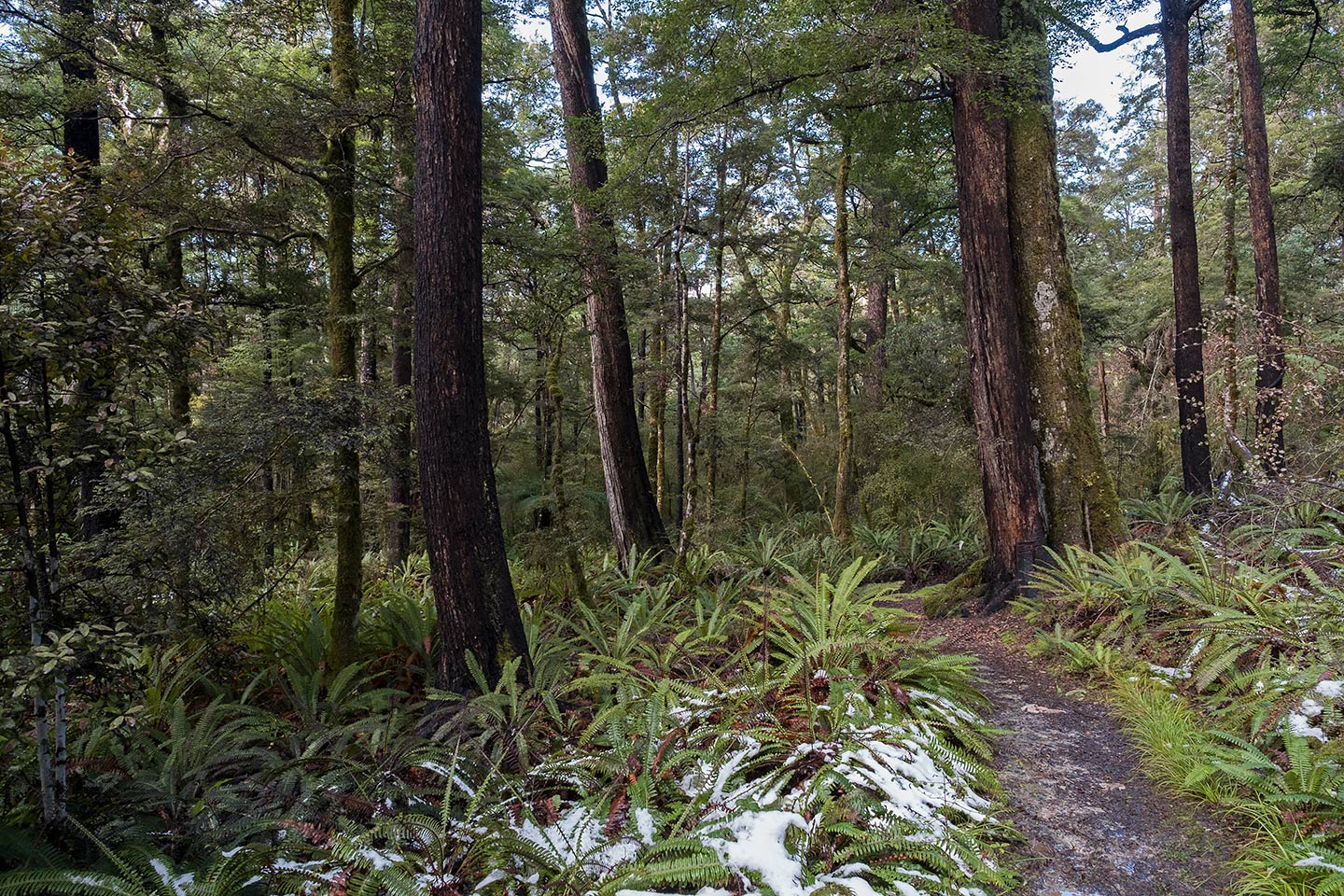 Braeburn Walk, Nelson Lakes National Park, New Zealand