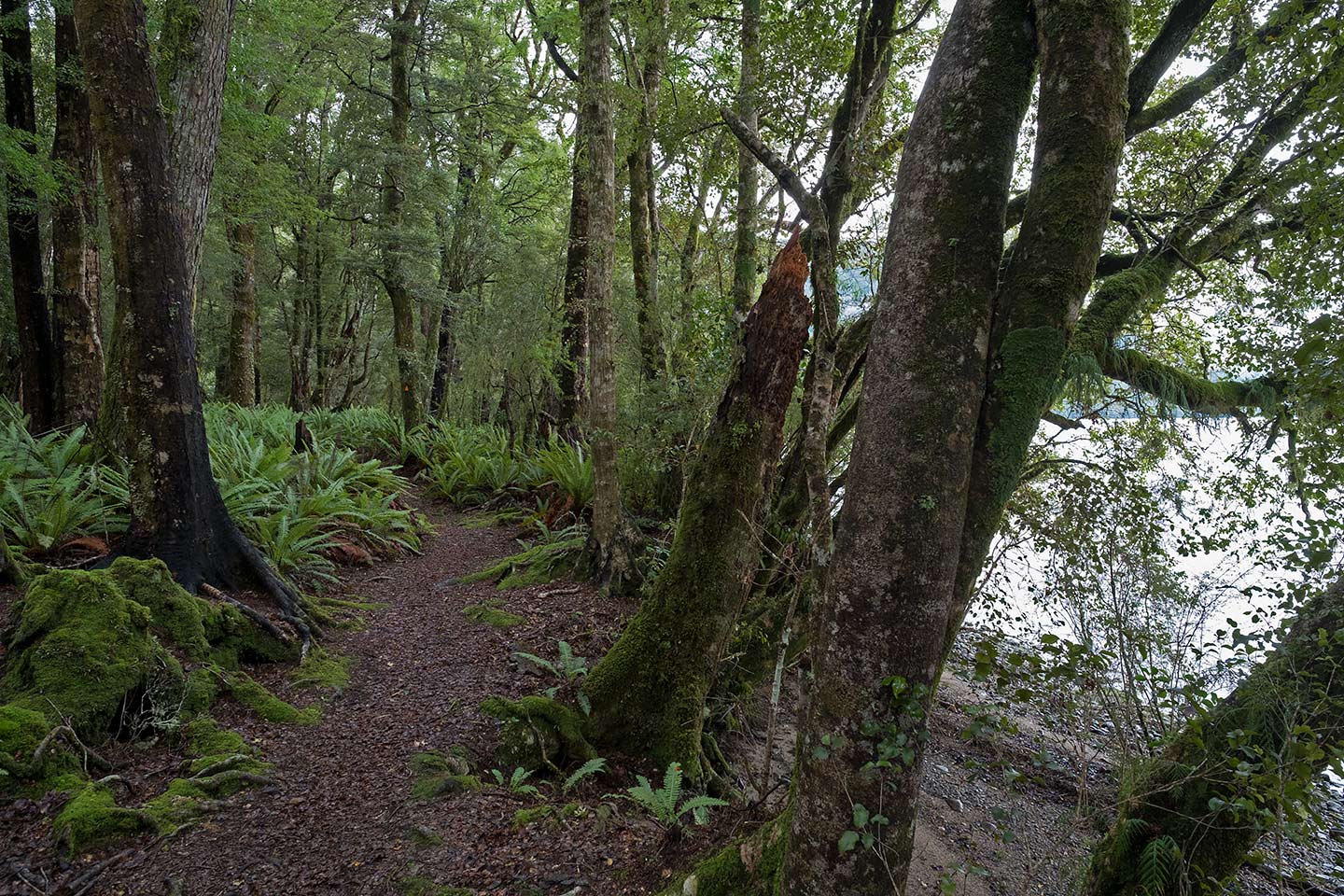 Rotoroa Nature Walk - Nelson Lakes National Park, New Zealand