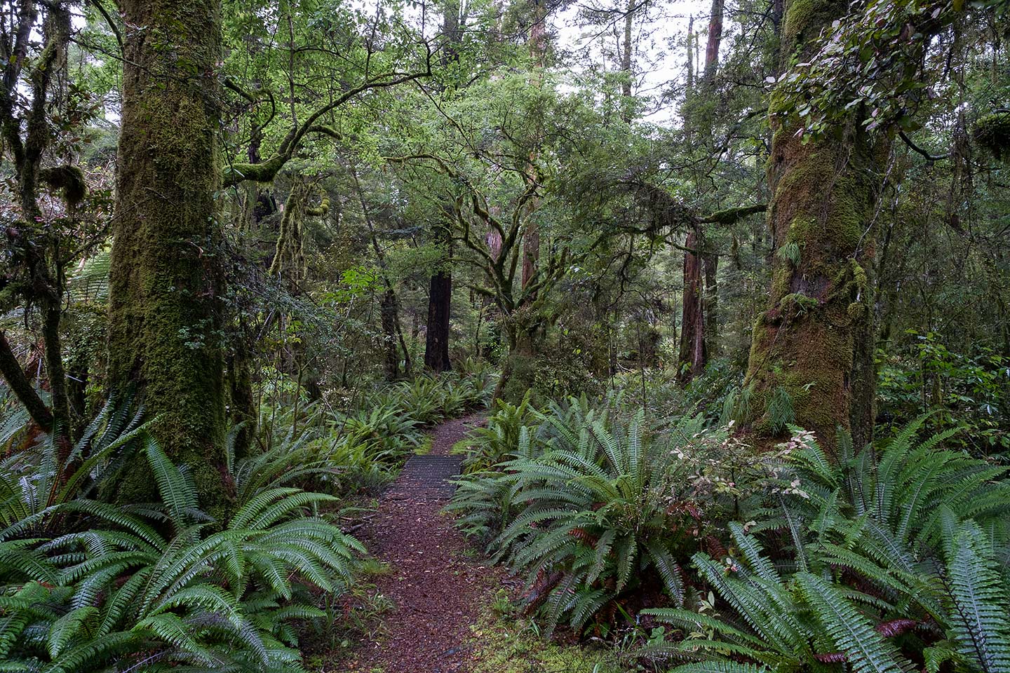 Rotoroa Nature Walk - Nelson Lakes National Park, New Zealand