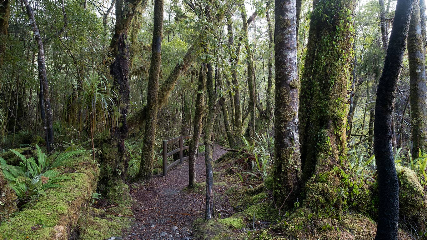 Pororari River Walk, Paparoa National Park, New Zealand
