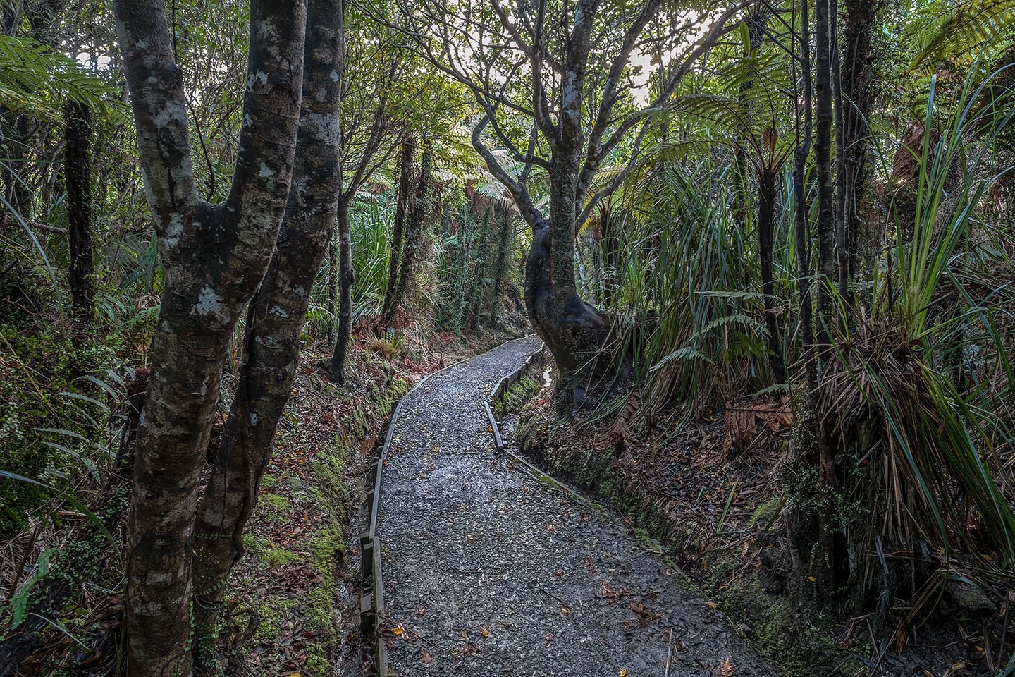 Truman Track, Paparoa National Park, New Zealand
