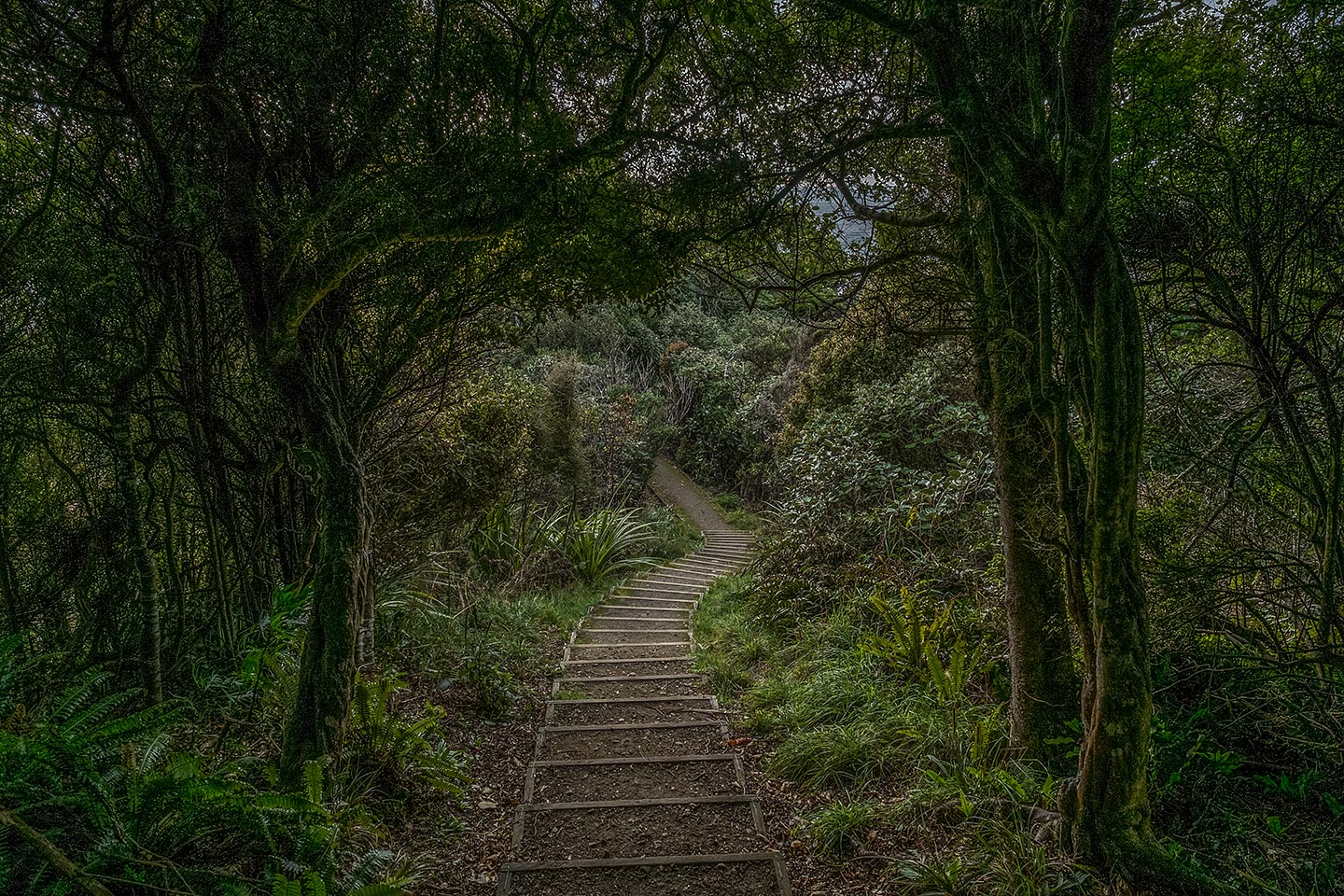 Ackers Point Track, Rakiura National Park, New Zealand