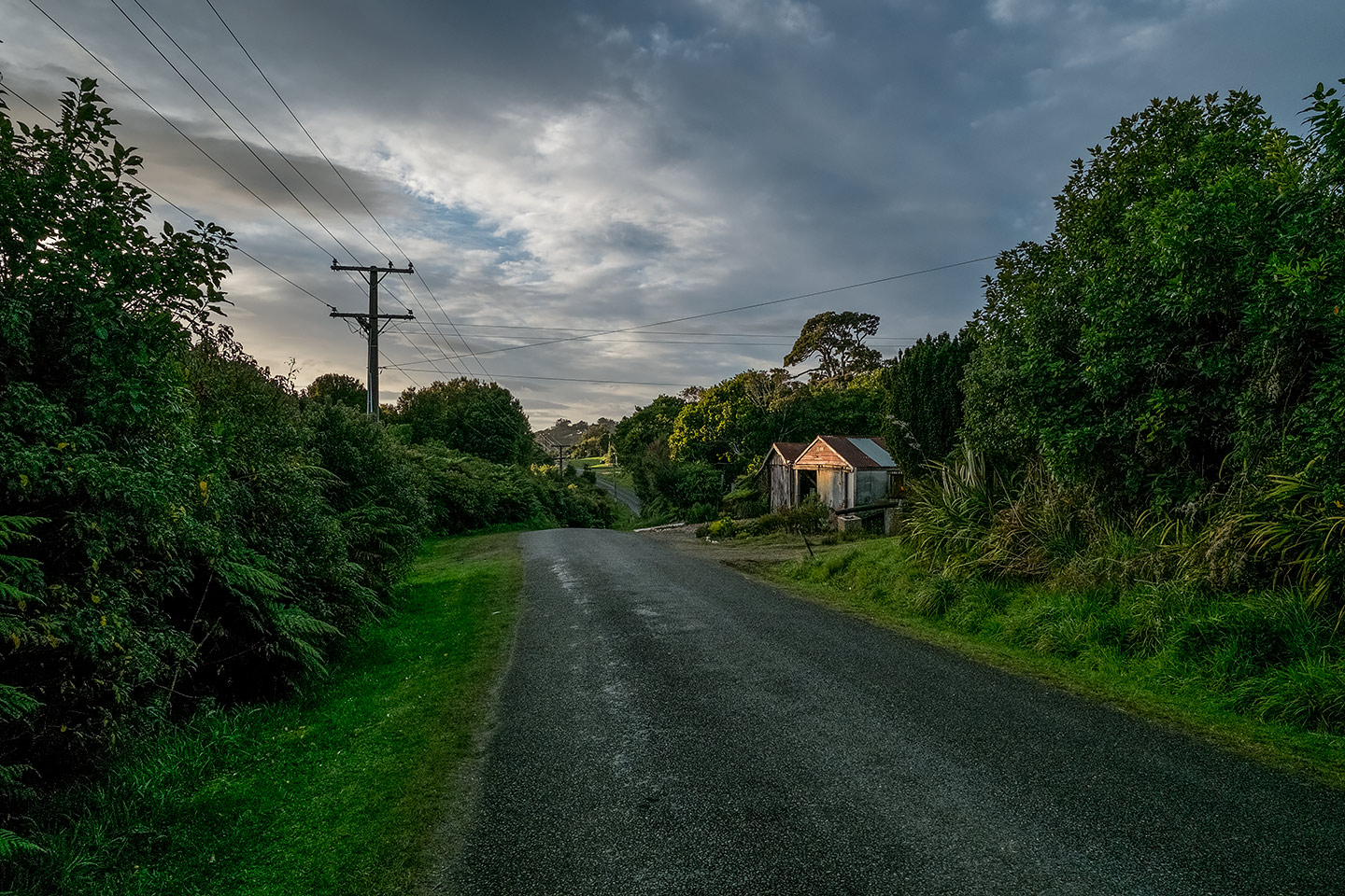 Fern Gully, Rakiura National Park, New Zealand