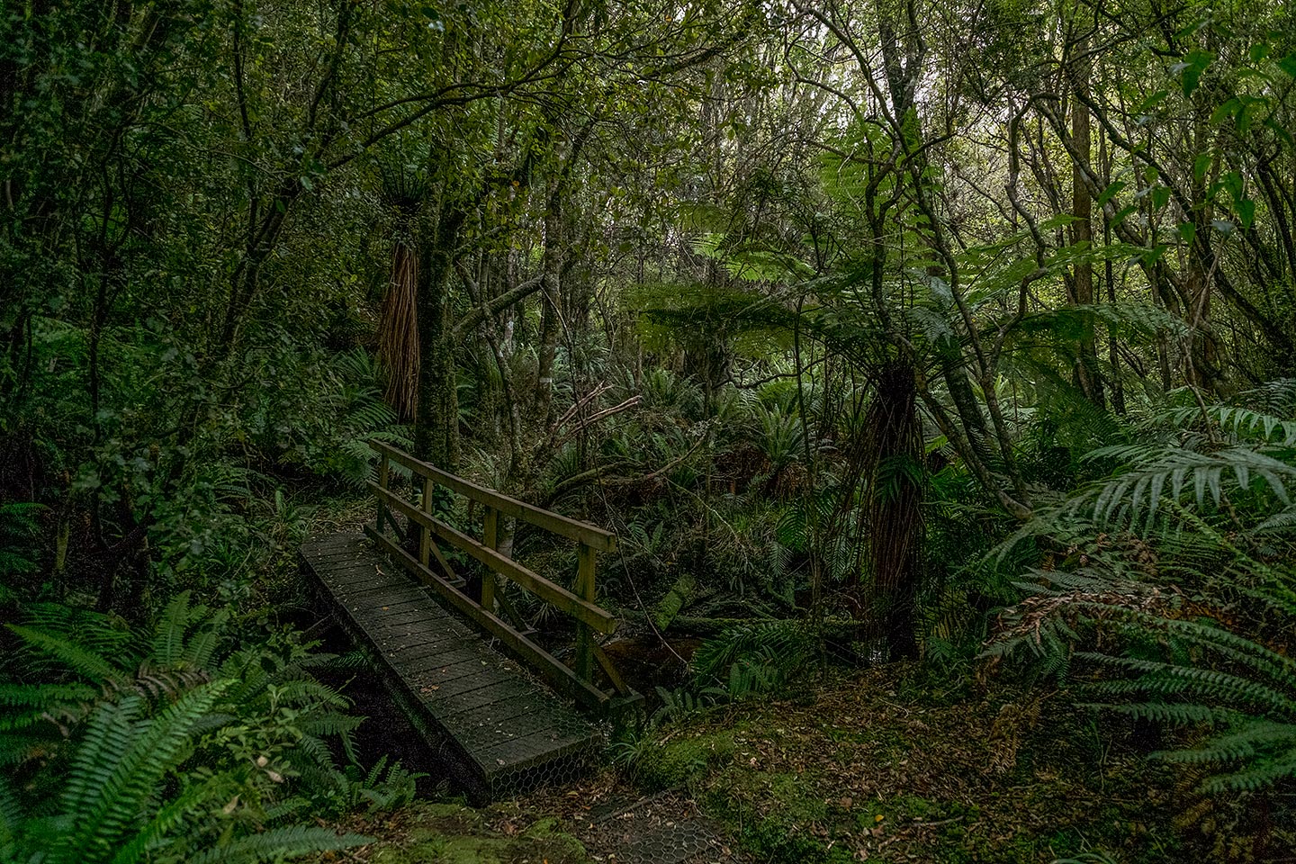 Fern Gully, Rakiura National Park, New Zealand