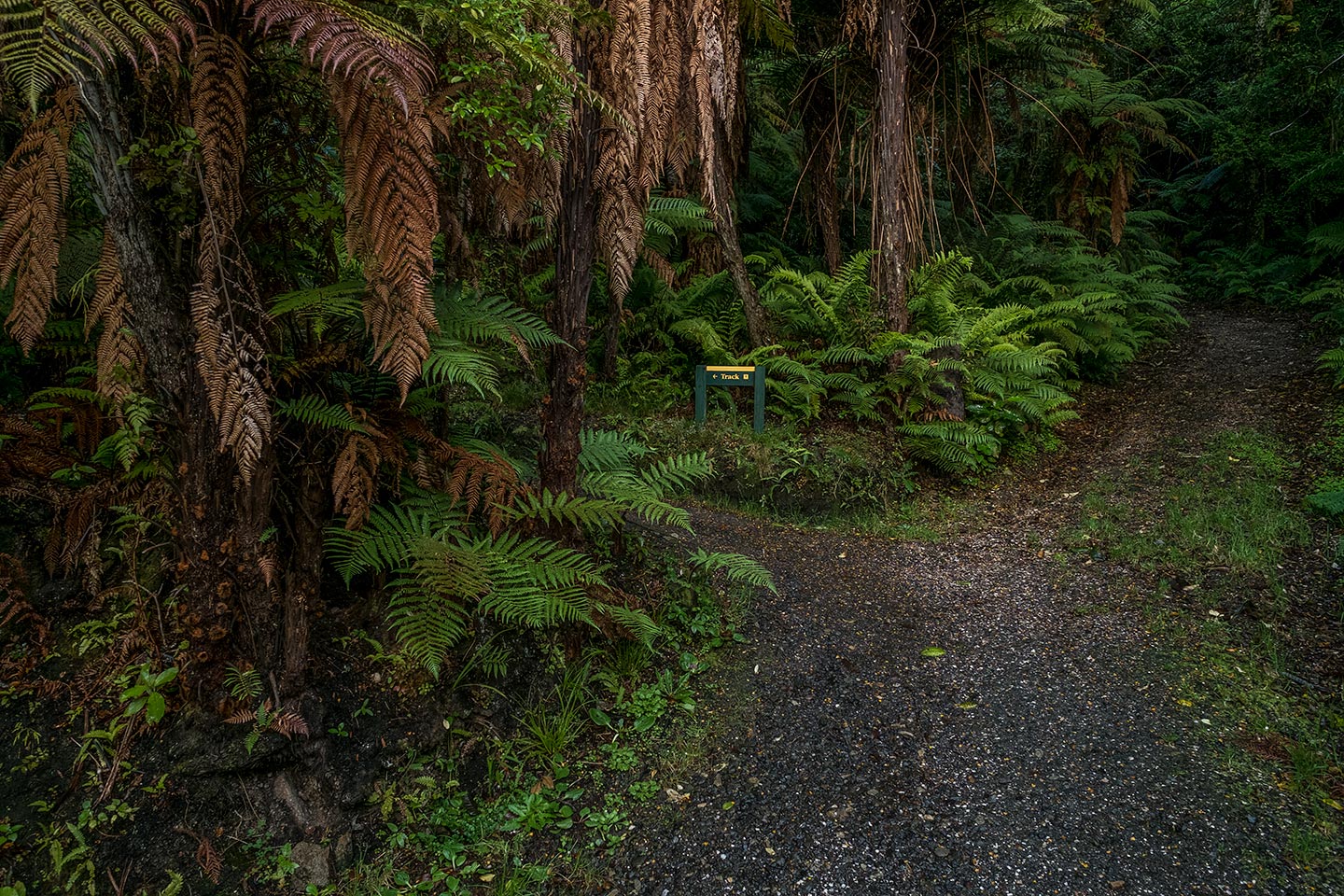 Fuchsia And Raroa Walks, Rakiura National Park, New Zealand
