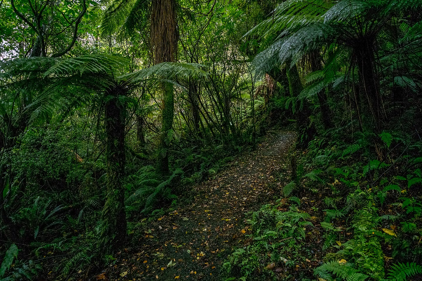 Fuchsia And Raroa Walks, Rakiura National Park, New Zealand