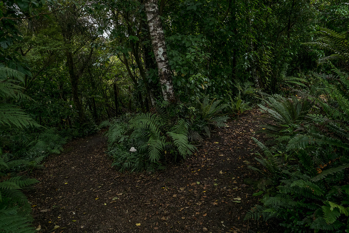 Moturau Moana Native Gardens, Rakiura National Park, New Zealand