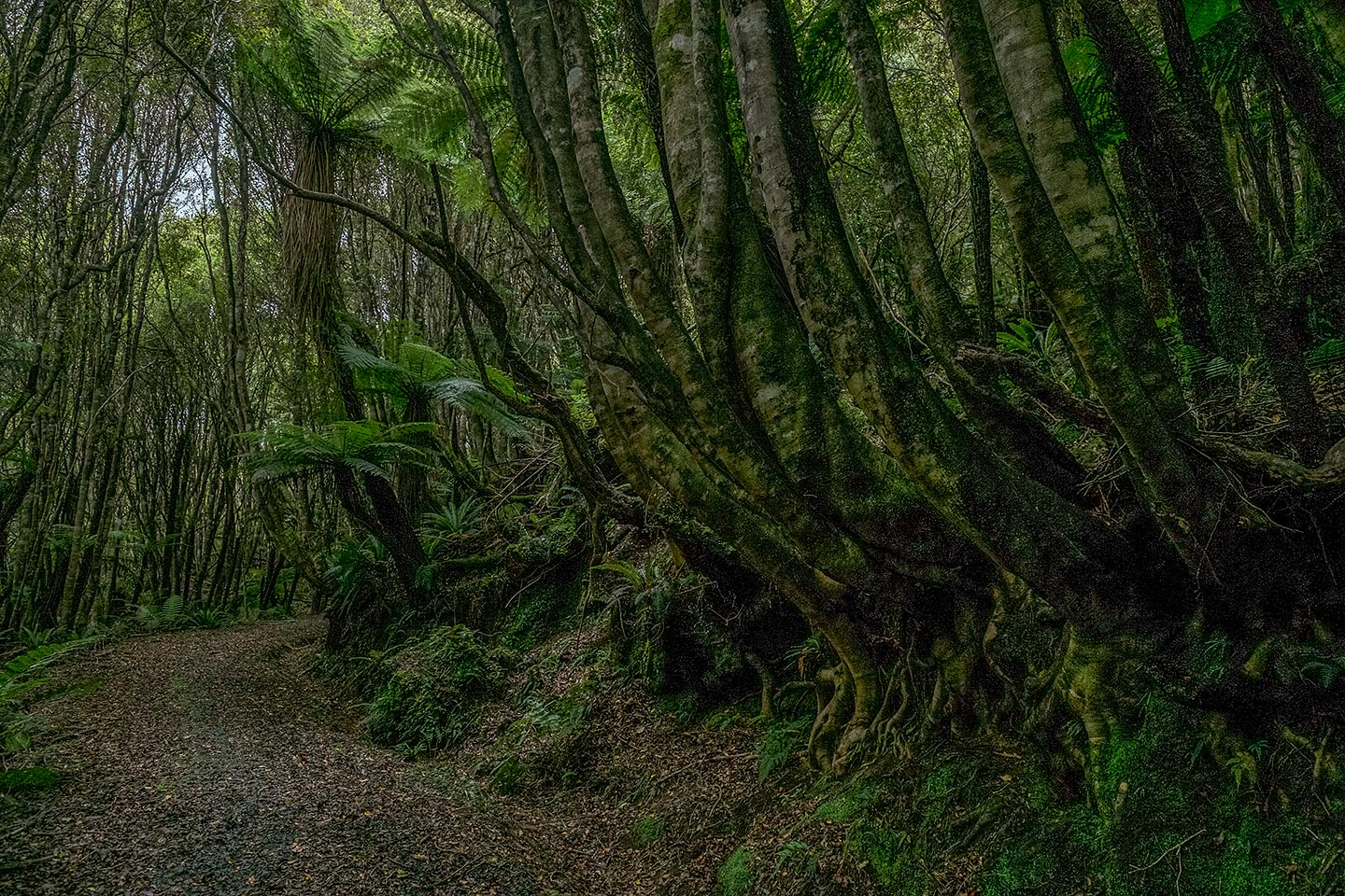 Ryans Creek Track, Rakiura National Park, New Zealand