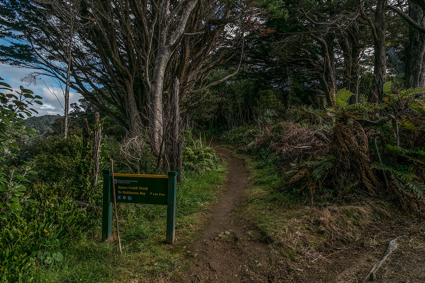 Ryans Creek Track, Rakiura National Park, New Zealand