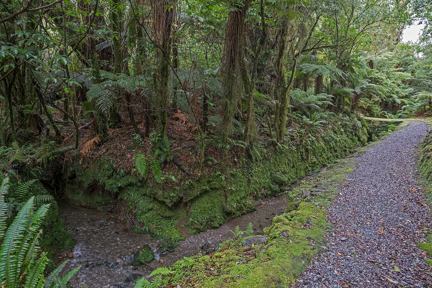 Callery Gorge Walk, Westland Tai Poutini National Park, New Zealand