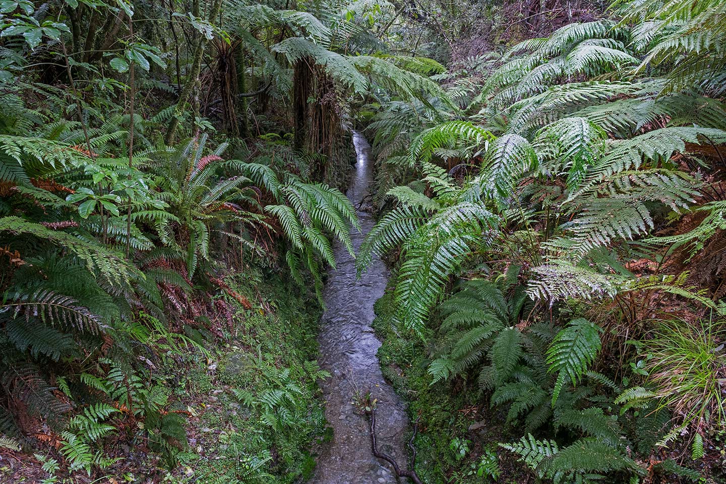 Callery Gorge Walk, Westland Tai Poutini National Park, New Zealand