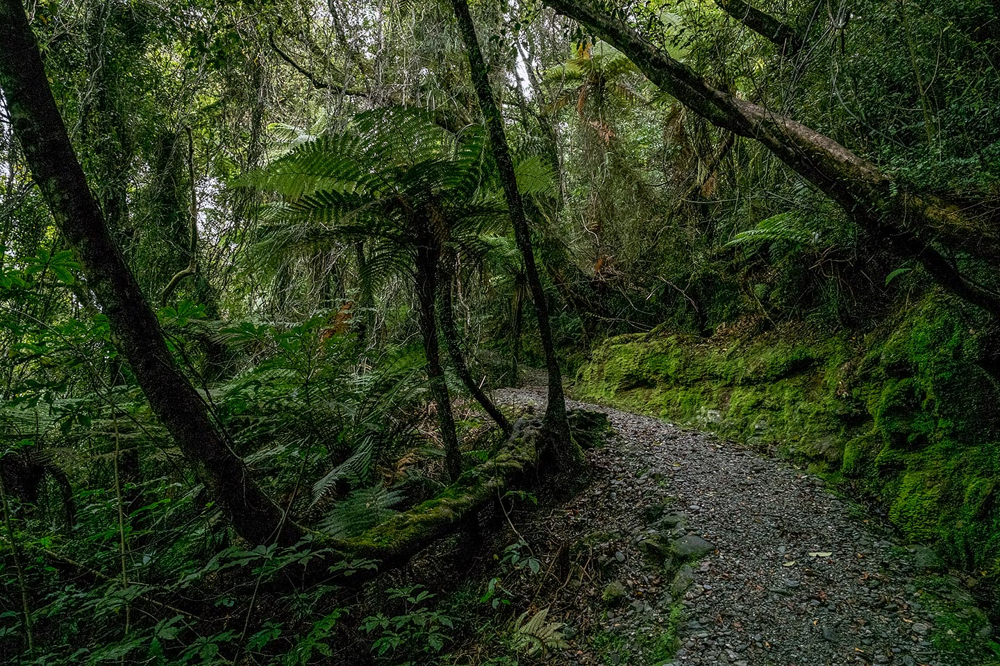 Canavans Knob, Westland Tai Poutini National Park, New Zealand