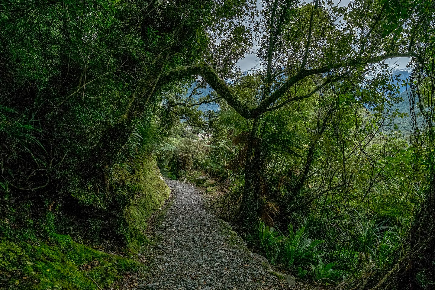 Canavans Knob, Westland Tai Poutini National Park, New Zealand