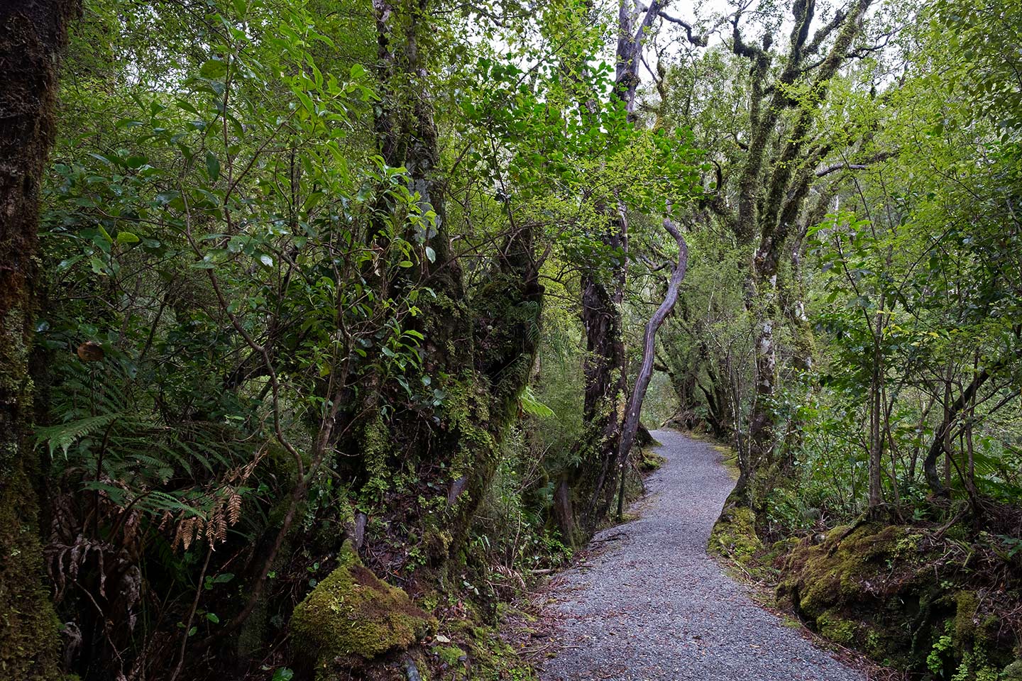 Douglas Walk, Westland Tai Poutini National Park, New Zealand