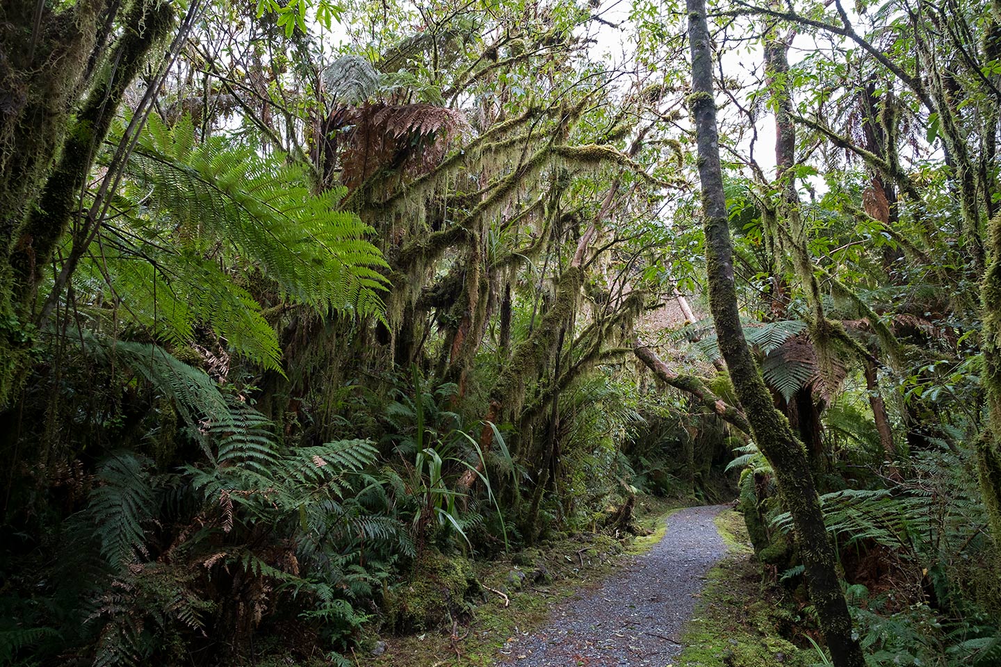 Douglas Walk, Westland Tai Poutini National Park, New Zealand