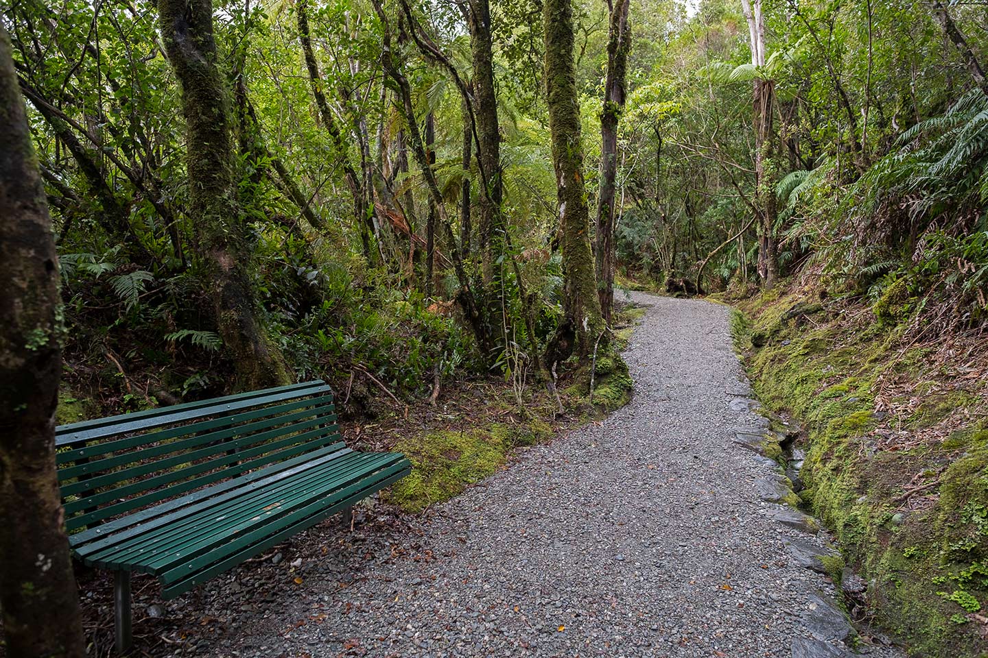 Forest Walk to Glacier View, Westland Tai Poutini National Park, New Zealand
