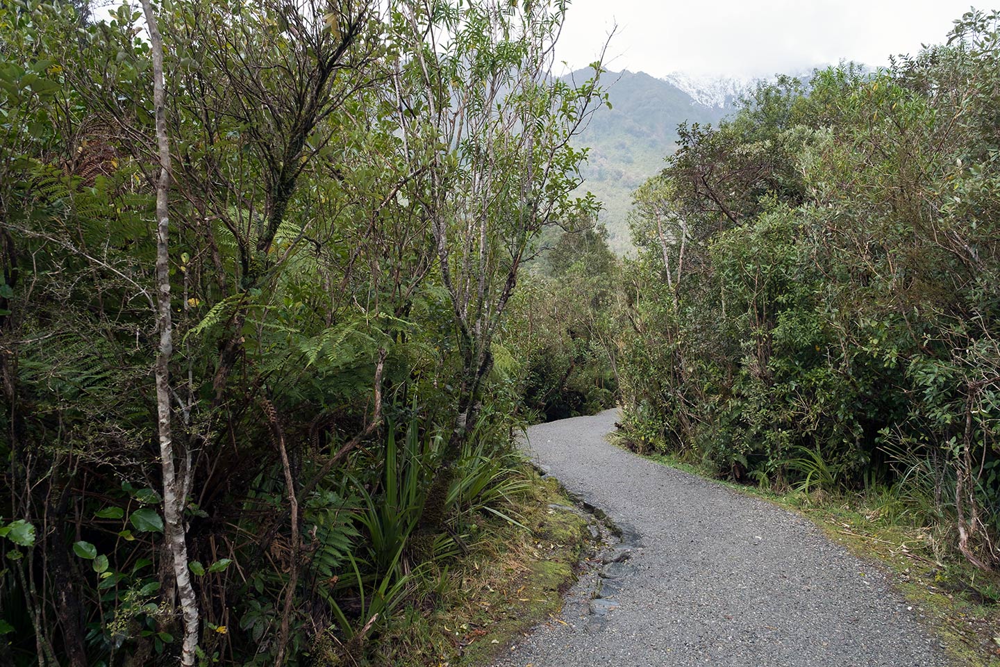 Forest Walk to Glacier View, Westland Tai Poutini National Park, New Zealand