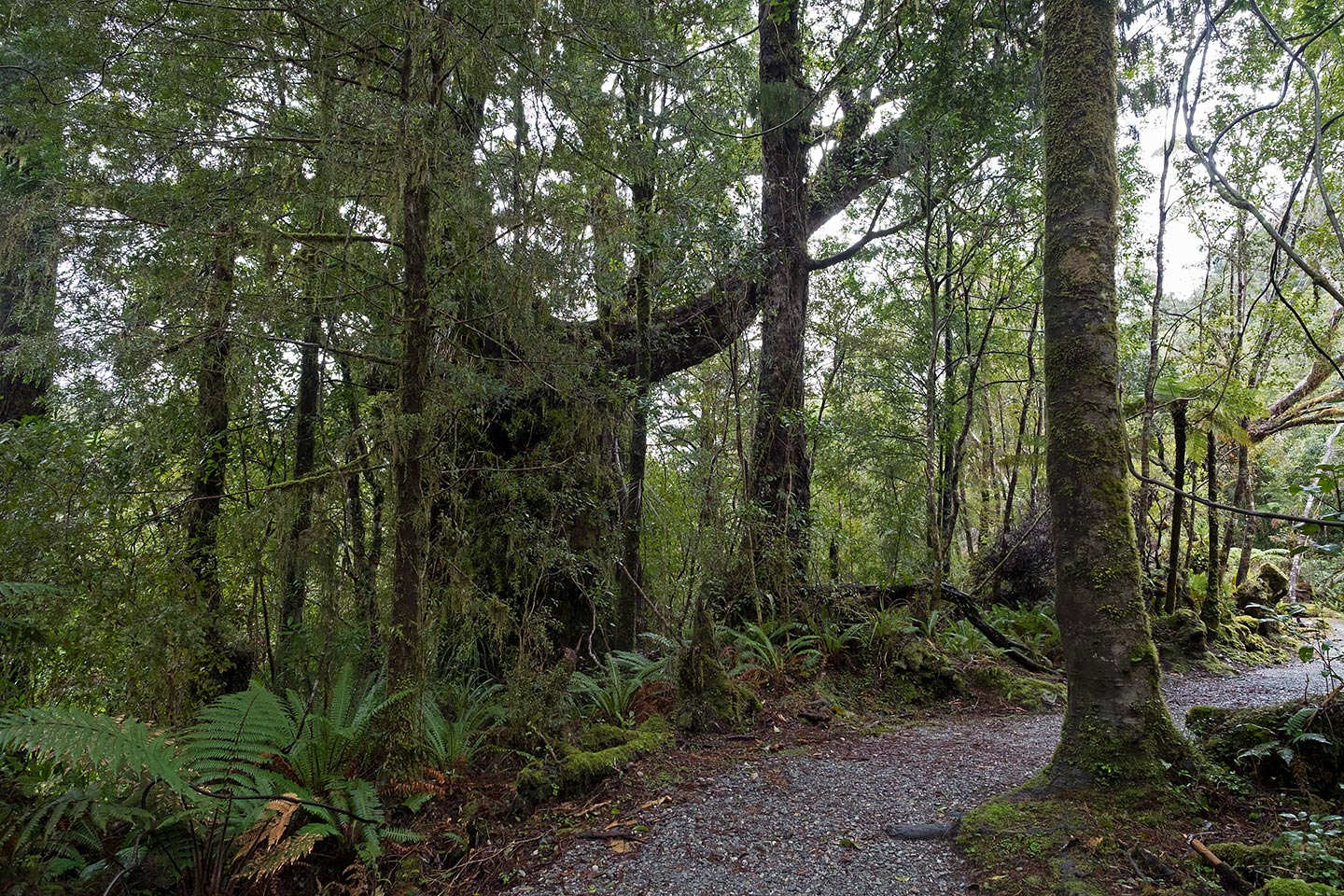 Lake Wombat Walk, Westland Tai Poutini National Park, New Zealand