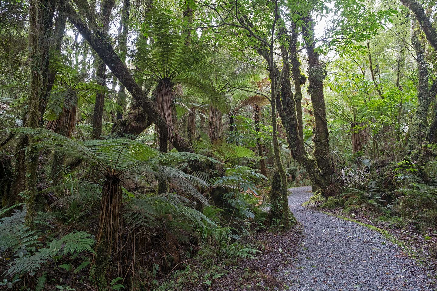 Minnehaha Walk, Westland Tai Poutini National Park, New Zealand