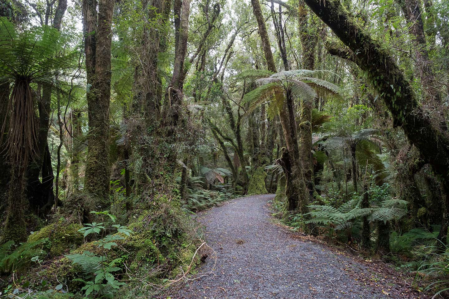 Minnehaha Walk, Westland Tai Poutini National Park, New Zealand