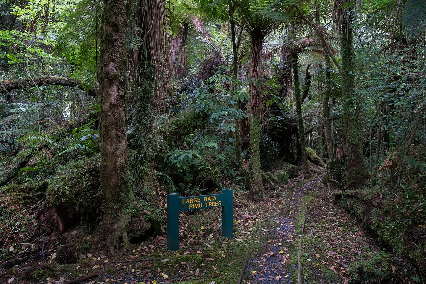 Moraine Walk, Westland Tai Poutini National Park, New Zealand