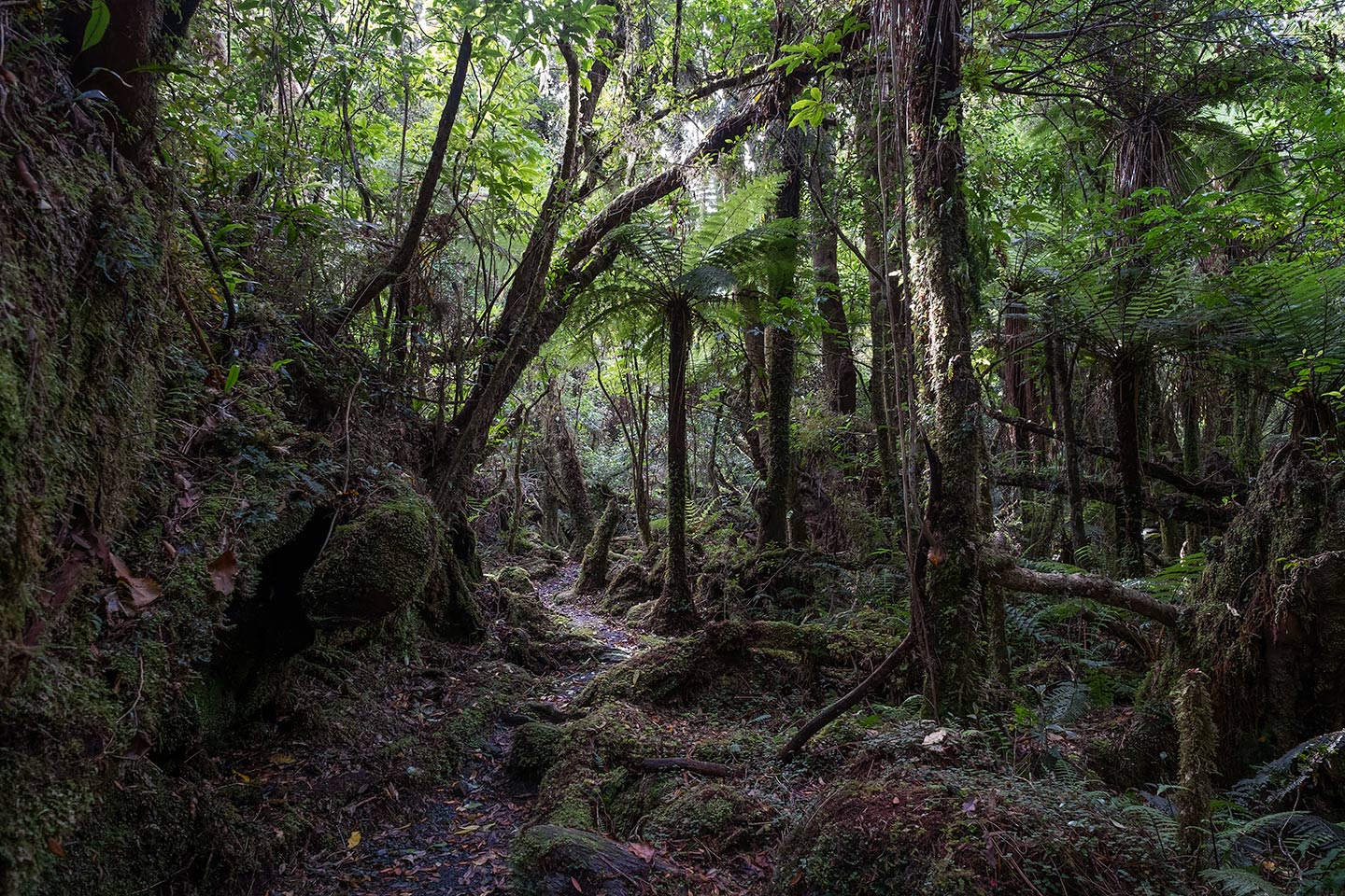 Moraine Walk, Westland Tai Poutini National Park, New Zealand