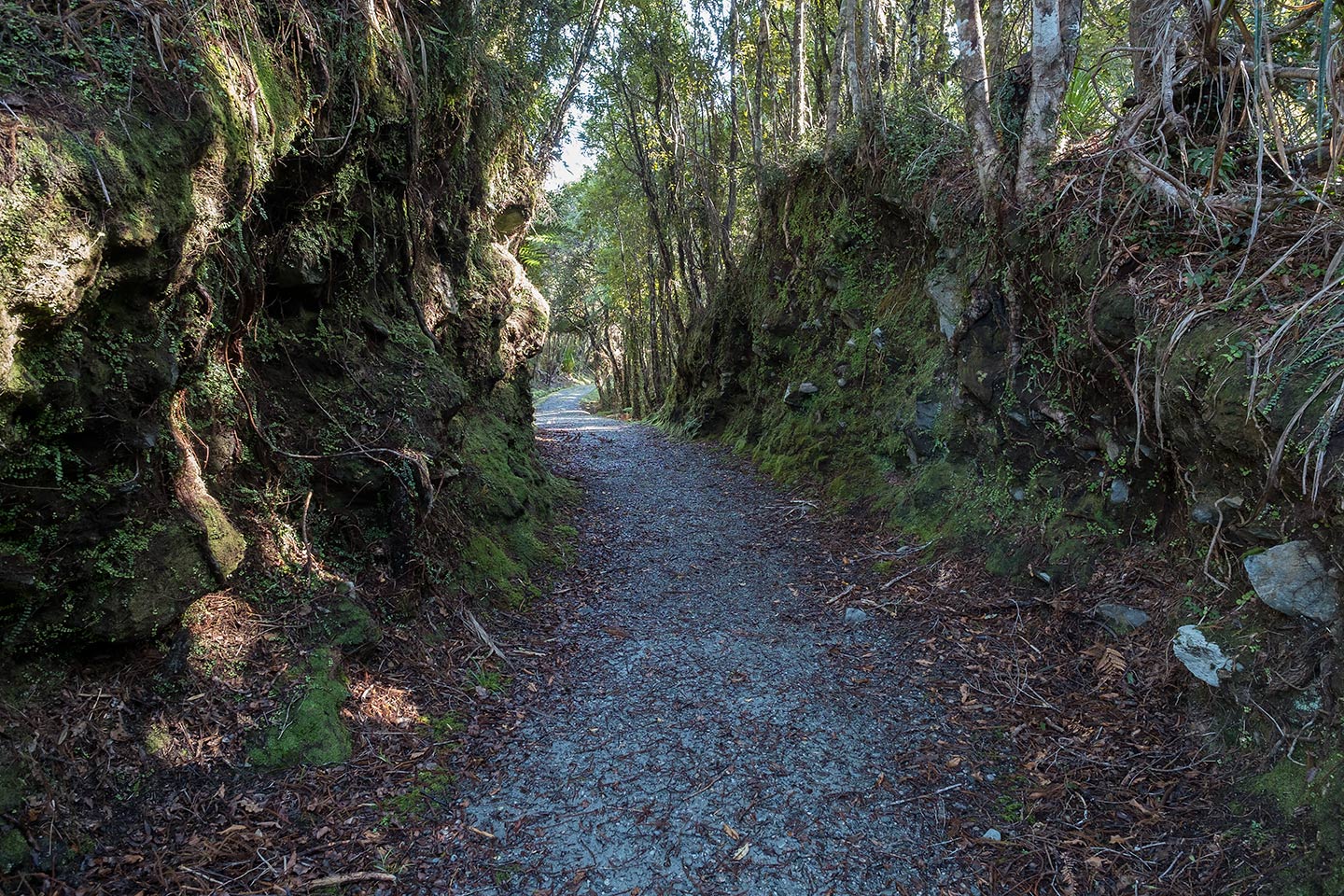 Okarito Trig Walk, Westland Tai Poutini National Park, New Zealand