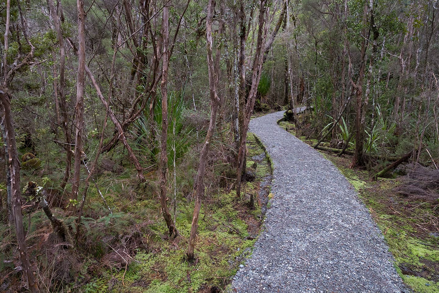 Pakihi Walk, Westland Tai Poutini National Park, New Zealand