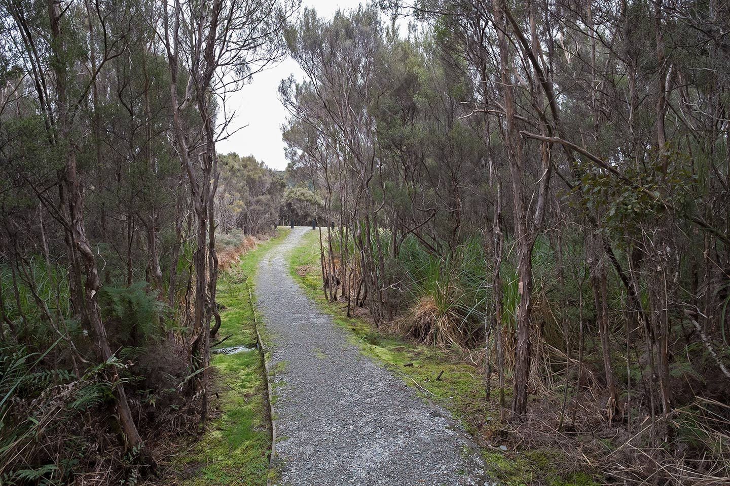 Pakihi Walk, Westland Tai Poutini National Park, New Zealand