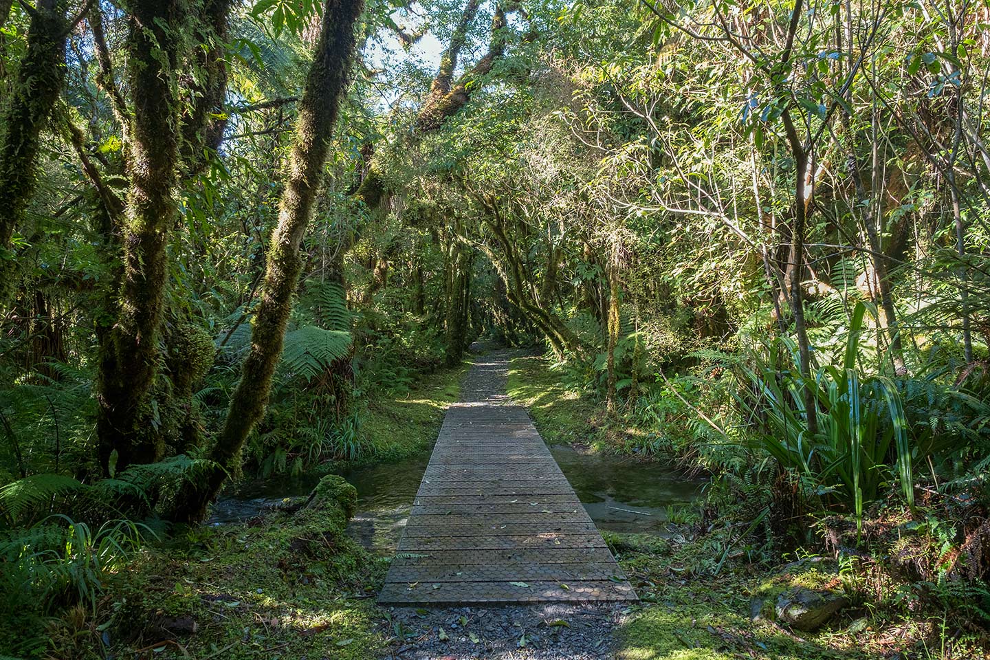 River Walk, Westland Tai Poutini National Park, New Zealand