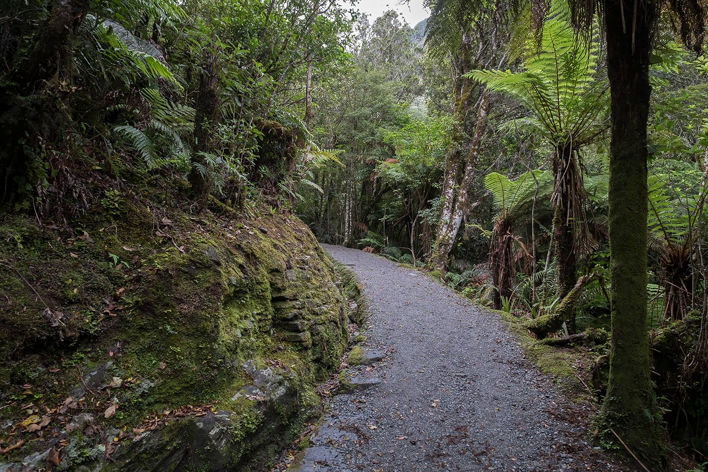 Sentinel Rock Walk, Westland Tai Poutini National Park, New Zealand